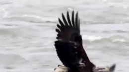 کلیپ شکار ماهی توسط عقاب