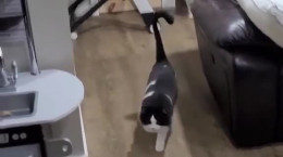 ترساندن گربه ها با نقاب گربه