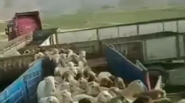 روش جالب برای پار زدن گوسفندان در تریلی