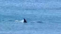 فیلم حمله نهنگ به سگ آبی