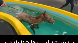 شنای اسب برای سلامتیشان