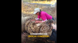 نجات گوسفند زیر بار ۴۰۰ کیلو پشم