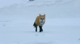 شکارچیان حرفه ای در قطب های یخی
