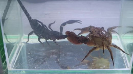 مبارزه بین عقرب و خرچنگ و رها کردن سم توسط خرچنگ