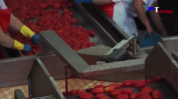 ویدیو مراحل تولید رب گوجه فرنگی