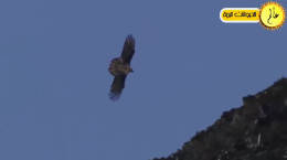 کلیپ لحظه حمله عقاب به حیوانات مختلف