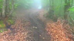 کلیپ جنگل‌ های زیبا و مه‌ آلود گیلان