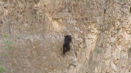 فیلم صعود آزاد یک توله خرس از صخره خطرناک