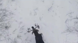فیلم لحظه نادر از افتادن شاخ های گوزن شمالی
