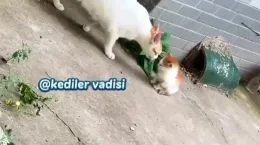 ویدیو دیدنی چک زدن گربه مادر به بچه اش