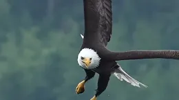 کلیپ شکار ماهی توسط عقاب و بلعیدنش در هوا