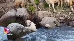 کلیپ اولین تلاش توله سگ برای عبور از رودخانه