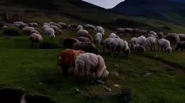 چوپانی که بالای ۳۰۰ گوسفند دارد و برای تمامی آنها نام انتخاب کرده