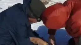 ویدیوی از گیر کردن سر روباه در ظرف پلاستیکی