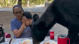 کلیپ حمله خرس به میز غذای مادر و پسر