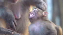 کلیپ خنده دار بشه منه در حیات وحش با میمون ها