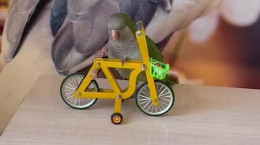 کلیپ جالب دوچرخه سواری مرغ عشق