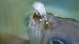 ماهی که با پرتاب آب حشرات را شکار میکند