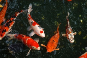 ماهی کوی : پرورش ، تکثیر و نگهداری از ماهی کوی یا کپور گلگون
