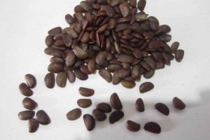 خواص هسته خرمالو فواید دارویی و درمانی هسته میوه خرمالو