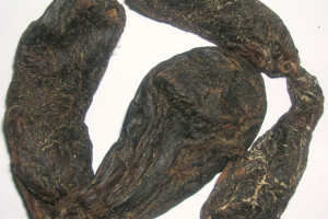 جند بیدستر چیست فواید شگفت انگیز بیضه سگ آبی