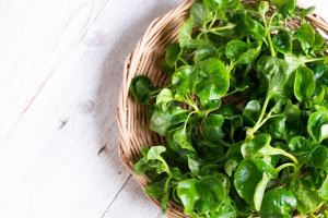 40 خاصیت بی نظیر دارویی و درمانی آب تره شاهی آبی