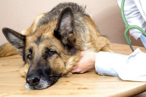 بهترین راه درمان کم خونی سگ ها در منزل