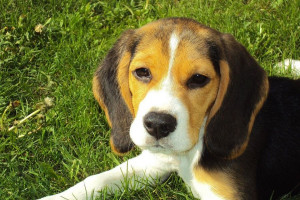 معرفی سگ نژاد بیگل (Beagle)