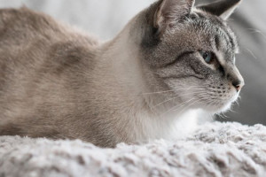 چرا باید کم خونی گربه را جدی گرفت؟ از علل تا درمان این عارضه