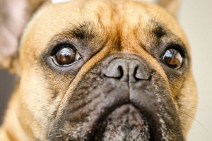 راههای تشخیص و پیشگیری سنگ مثانه در سگ + درمان سریع