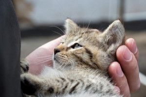 علل | تشخیص و ۲ روش درمان سنگ مثانه (کلیه) در گربه
