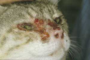 کلسی ویروس در گربه (calicivirus) :: علائم تشخیص و درمان سریع