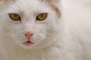 علل ~ تشخیص و درمان هیپرتیروئیدی در گربه