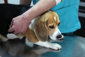 علت | علائم | تشخیص و درمان عفونت رحمی در سگ (canine pyometra)