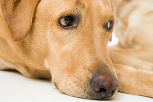 آشنایی و درمان خطرناک ترین و بی خطرترین مشکلات پوستی در سگ
