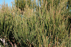 خواص و مضرات گیاه ریش بز در طب سنتی