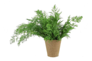 چگونه شوید بکاریم؟