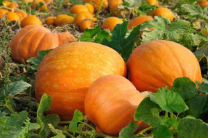 چگونه کدو تنبل بکاریم ؟