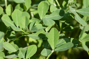 راهنمای کاشت و برداشت شنبلیله