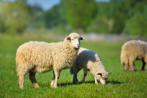 آموزش مرحله به مرحله طرح توجیهی تولید لانولین از پشم گوسفندی