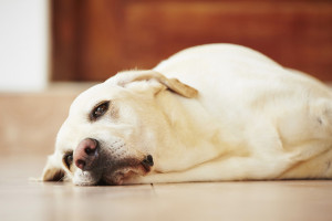 سرفه کنل کاف سگ چیست و چگونه درمان میشود ؟
