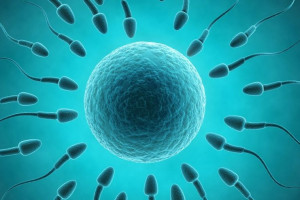 تقویت اسپرم در طب سنتی : داروهای گیاهی برای بهبود کیفیت اسپرم