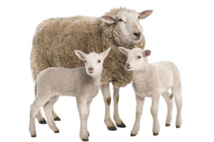تعبیر خواب گوسفند : ۵۷ نشانه و معنی دیدن گوسفند و میش در خواب