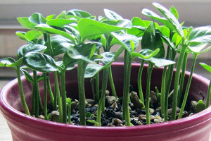 ۹ مرحله برای کاشت سبزه با هسته پرتقال در منزل
