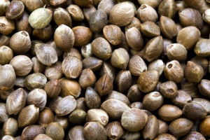 آشنایی با روش تهیه شاه دانه بوداده در منزل