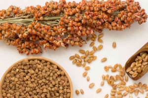 آموزش نحوه ی پخت ذرت خوشه ای یا سورگوم خواص