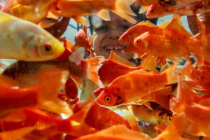 آیا احتمال انتقال سل پوستی از ماهی قرمز به انسان وجود دارد ؟