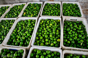 تصاویر نخستین جشنواره لیمو ترش رودان