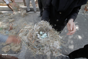 تصاویر تخریب لانه پرندگان در شیراز