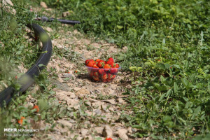 تصاویر برداشت توت فرنگی از مزارع کردستان